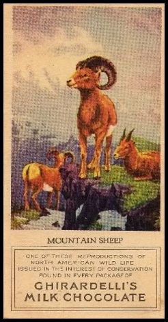 22 Mountain Sheep